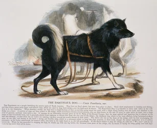 The Esquimaux Dog (Canis familiaris) educational illustration published by the Society for Promoting Christian Knowledge, 1843